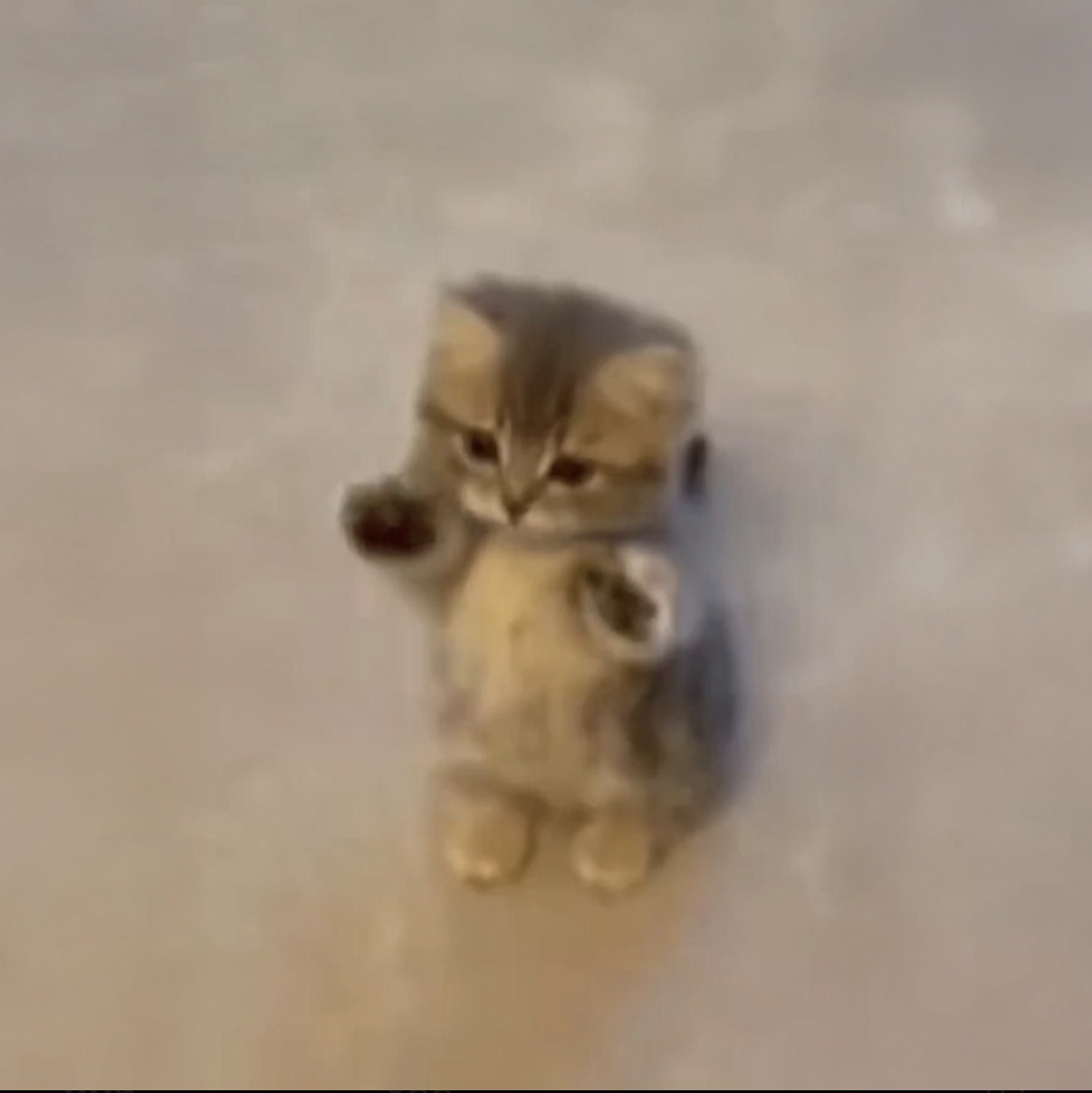 The $WIWIWI kitten mascot standing on its hind legs